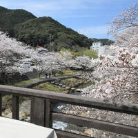 山口、長門湯本温泉の桜と大谷山荘  