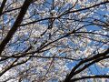 道の駅紀州備長炭公園と気絶峡と川中巨石公園