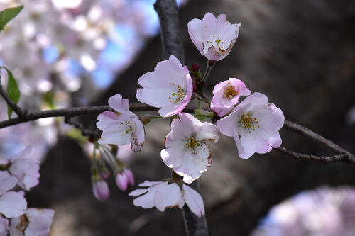 多摩川等々力土手の桜並木 2025～種類の多い桜の下でお花見