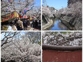 横浜「大岡川の桜並木」から 藤沢「湘南台の桜」散歩 2025