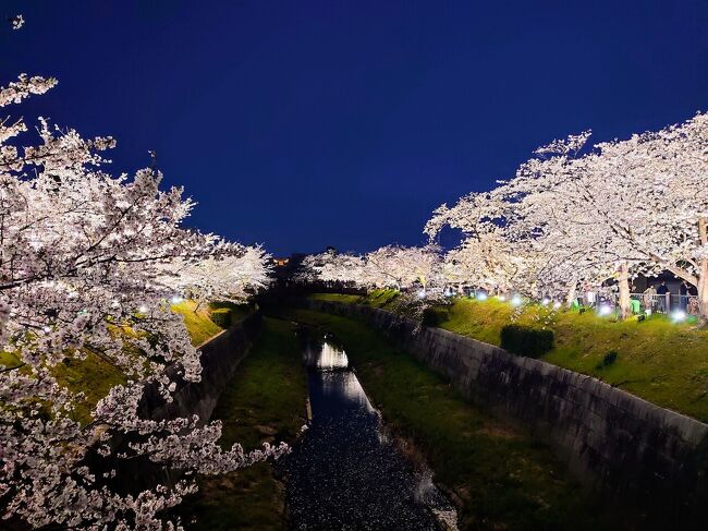 2025年も桜のシーズンが到来したので、愛知県内の桜の名所を訪ねてみました(^^)<br /><br /> 訪問先は以下のとおりです(^^)<br /><br />鶴舞公園(名古屋市) 五分咲き<br />名古屋城(名古屋市) 五分咲き<br />岡崎城(岡崎市) 七分咲き~満開<br />五条川(岩倉市) 満開<br />木曽川堤(一宮市) 満開<br />山崎川(名古屋市) 満開<br /><br /> それでは御覧下さいませm(_ _)m<br /><br /><br /><br /><br /> 岐阜県内の桜の名所も訪問しましたが、飛騨地方はまだ蕾の状態で、これから見頃を迎えることになると思うので、後日アップしたいと思いますw<br /><br />岐阜県の訪問済スポット<br />淡墨公園(本巣市) 満開<br />苗代桜(下呂市) 満開<br /><br /><br /><br /><br /><br /><br /><br /><br />