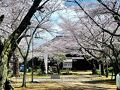 シニアトラベラー！西蓮寺で桜満喫の旅