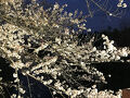 2025年　市川市　桜