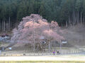 樹齢1500余年の国指定の天然記念物の淡墨桜につられて申込むも・・・