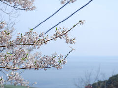 伊豆山神社と三島大社の桜と香湯楼井川