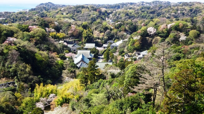 北鎌倉を山の反対、北側から走破する。<br />以前より構想していたこの旅程を、桜満開の今年4月に、実行しました。<br />今回は、北鎌倉駅で降りるのではなく、大船駅から鎌倉湖行のバスで今泉台、要は建長寺の真裏で降り、そこから鎌倉アルプスのハイキングコースを歩き、半僧坊から建長寺入り、名物の桜を見ながら、さらに切り通しを抜け横須賀線の西側、ややマイナーだが洞窟と湧水の海蔵寺を見た後、鎌倉駅まで踏破しました。正直、歩き疲れましたが、鎌倉アルプスからの眺めは、絶景でした。