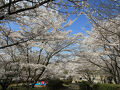 満開の桜　近つ飛鳥風土記の丘から広川寺（2025年4月4日）