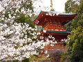 春爛漫の須磨桜めぐり