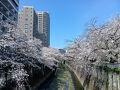 東京２０２５桜　【７】神田川（法明寺～面影橋～江戸川橋）