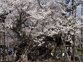 2025.4 満開の桜を訪ねて（2）～山高神代桜