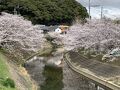 お花見