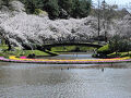 はままつフラワーパークで桜とチューリップを見て来ました 2025.03.30=2.はままつフラワーパーク編=
