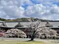 奈良　天理の枝垂れ桜、石上神宮、今井町を散策