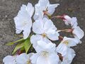 花見は早朝、正に三文の得。