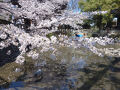 笠寺観音の桜もきれいでした。