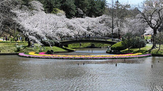 はままつフラワーパークで桜とチューリップを見て来ました 2025.03.30=2.はままつフラワーパーク編=