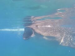 春休みは母子でセブ島へ②～ジンベイザメとシュノーケリングツアー