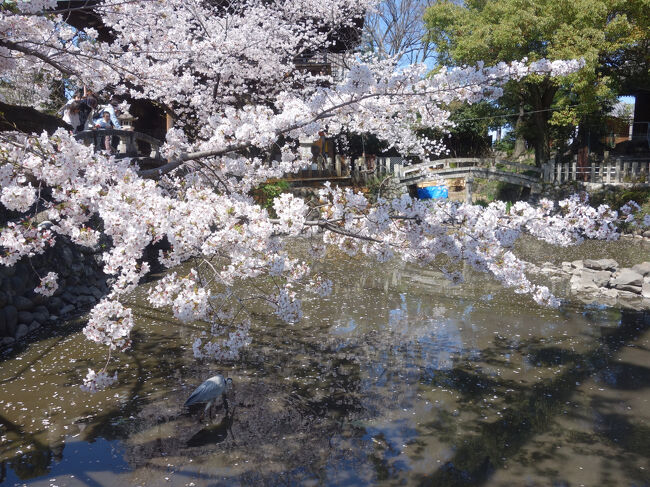 笠寺観音の桜もきれいでした。