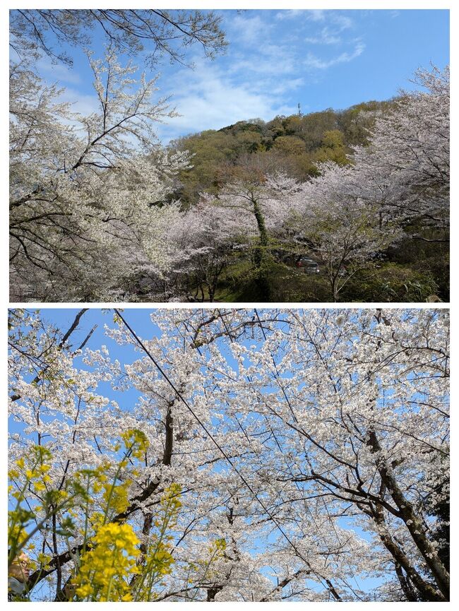 お花見ハイキング