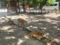 奈良県の旅行記