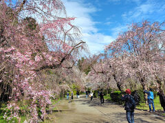 神代植物公園が桜天国だった日曜日　―2025.4―