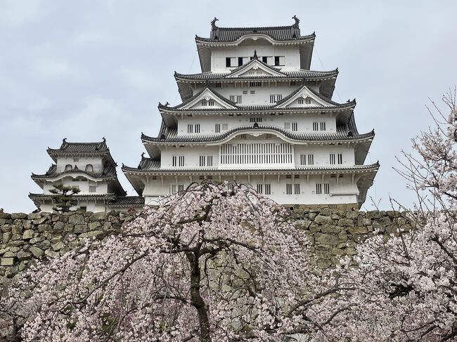 行きたいと思ってた姫路城<br />思い立って桜と姫路城を見にいきました。<br />だいたいの開花予想をつけてホテルのみ予約。<br />天気予報とにらめっこして、新幹線の予約。<br />お天気にも恵まれて気分上々の日になりました。<br />ライトアップまで見て大満足です。<br /><br />宿泊はJRクレメントイン、飲み放題とお茶漬けサービス付いて、朝食込みで安かった!<br />