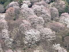 吉野の桜が見たくて…