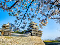中津の桜　2025