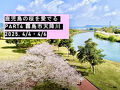 鹿児島の桜を愛でる Part4 霧島市天降川 2025.4/4・4/6