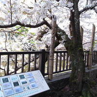 ２５年４月　伊東温泉旅行その１