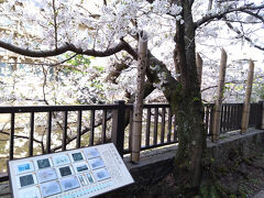 ２５年４月　伊東温泉旅行その１