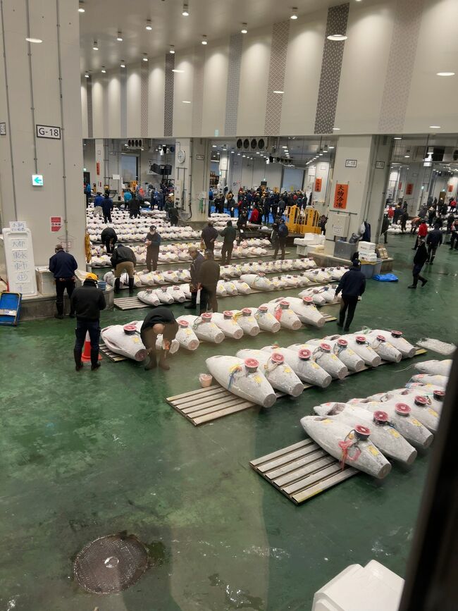 2025年4月豊洲市場でマグロのセリを見学してモーニング鮨