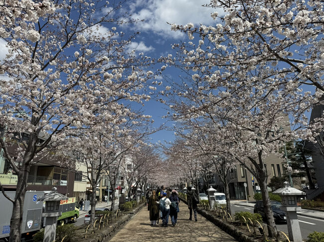 鎌倉駅からふらっと歩いて桜の花見を楽しみました。<br />鎌倉駅前から鶴岡八幡宮まで続く段葛は、桜のトンネルを楽しめる絶好のお花見スポット。<br />鶴岡八幡宮をぐるっと回って、1時間ほどで鎌倉駅へ。<br />