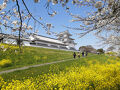 ’２５　千葉桜＆マンホールカード　関宿さんぽ（関宿城博物館～菜の花と桜並木～関宿城跡）
