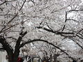 ２０２５年春　目黒川沿い満開桜