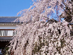 上田で桜&#127800;を愛でて、軽井沢のおnewなお店でごはん&#127834;を食べる