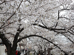 ２０２５年春　目黒川沿い満開桜