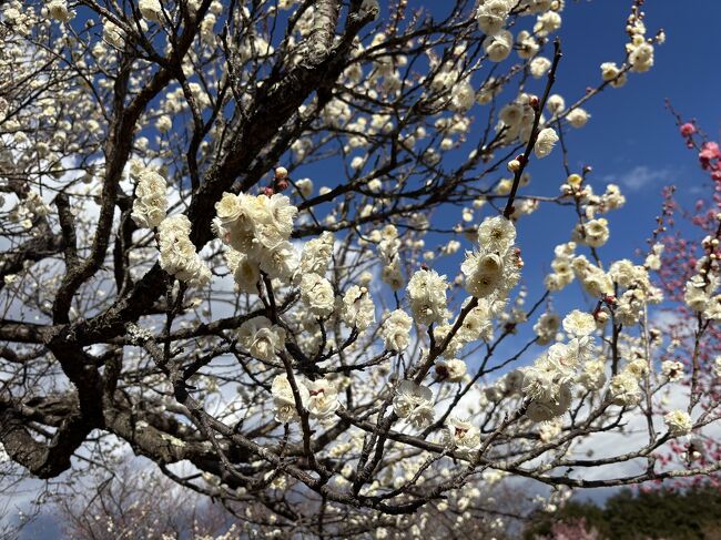 稲取温泉2日目は、河津桜を見に行こうと予定していましたが、今年の2025年は咲くのが遅く、まだあまり咲いていないとのこと。梅の花も咲いているところが少なく、急きょ小田原にあるフラワーガーデンの梅の花が結構咲いていると情報があり、行って来ました。