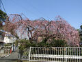 上倉田町の早咲きの枝垂れ桜が満開になりました