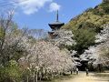 春の清水寺参拝