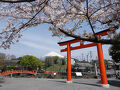 富士宮浅間大社　【桜散歩】2025