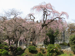西林寺の枝垂れ桜