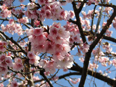 品濃桜が満開です