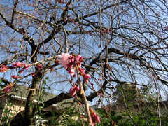上倉田町の早咲きの枝垂れ桜が開花しました
