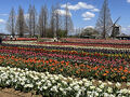 2025年４月９日／あけぼの山農業公園で桜とチューリップを見てきました＋菜の花も／サイクリング