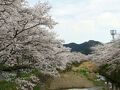 丹波市にて春を満喫　達身寺、水分れ公園、柏原川の桜堤を訪問（2025年4月8日）