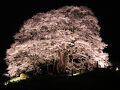 16度目の逢瀬は漆黒の闇に浮かぶ醍醐桜
