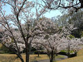 若宮公園(神奈川県厚木市)へ・・・