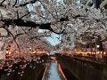 2025年春、"目黒川の桜"② 4月3日（木）夕刻・曇り ほぼ満開。来年はもっと日が暮れた頃、行ってみよっと！