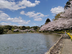 千葉県北総（房総のむら、坂田ヶ池総合公園）桜巡り